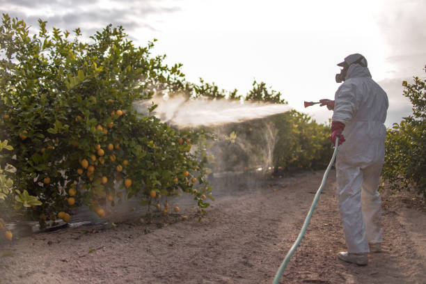 Best Spider Control Near Me  in Mp Pendleton South, CA