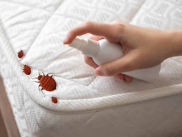 Best Local Pest Control Services  in Mp Pendleton South, CA